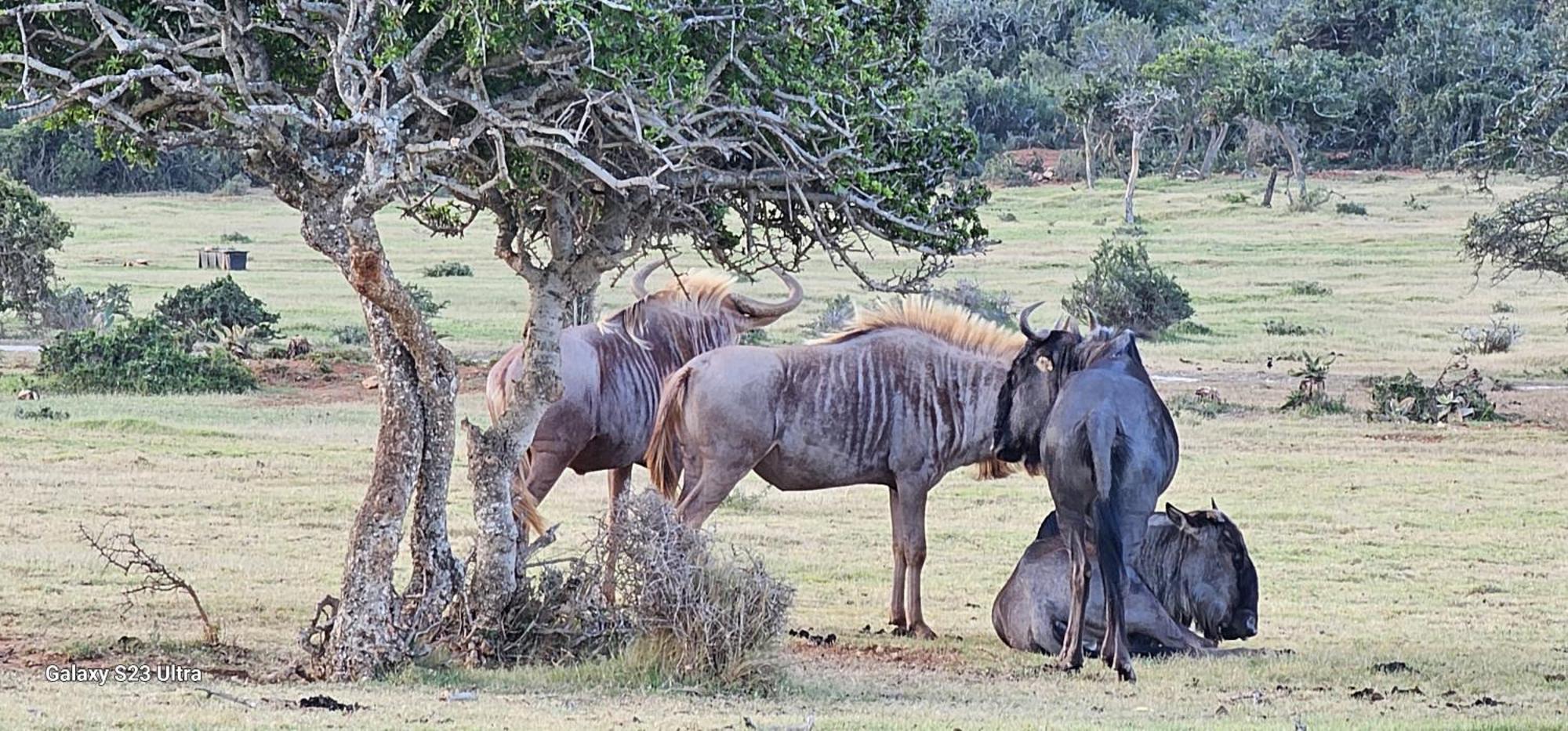 Valley Bushveld Country Lodge Аддо Экстерьер фото