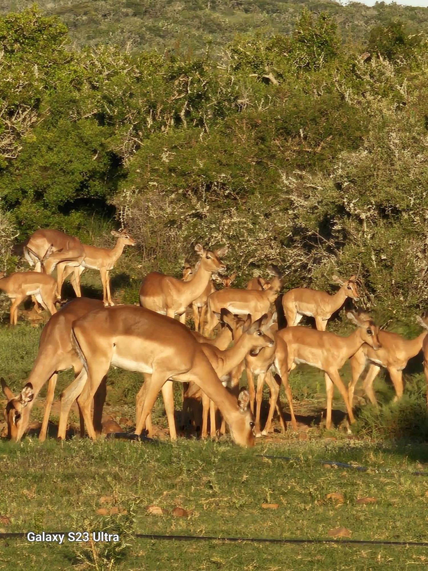 Valley Bushveld Country Lodge Аддо Экстерьер фото