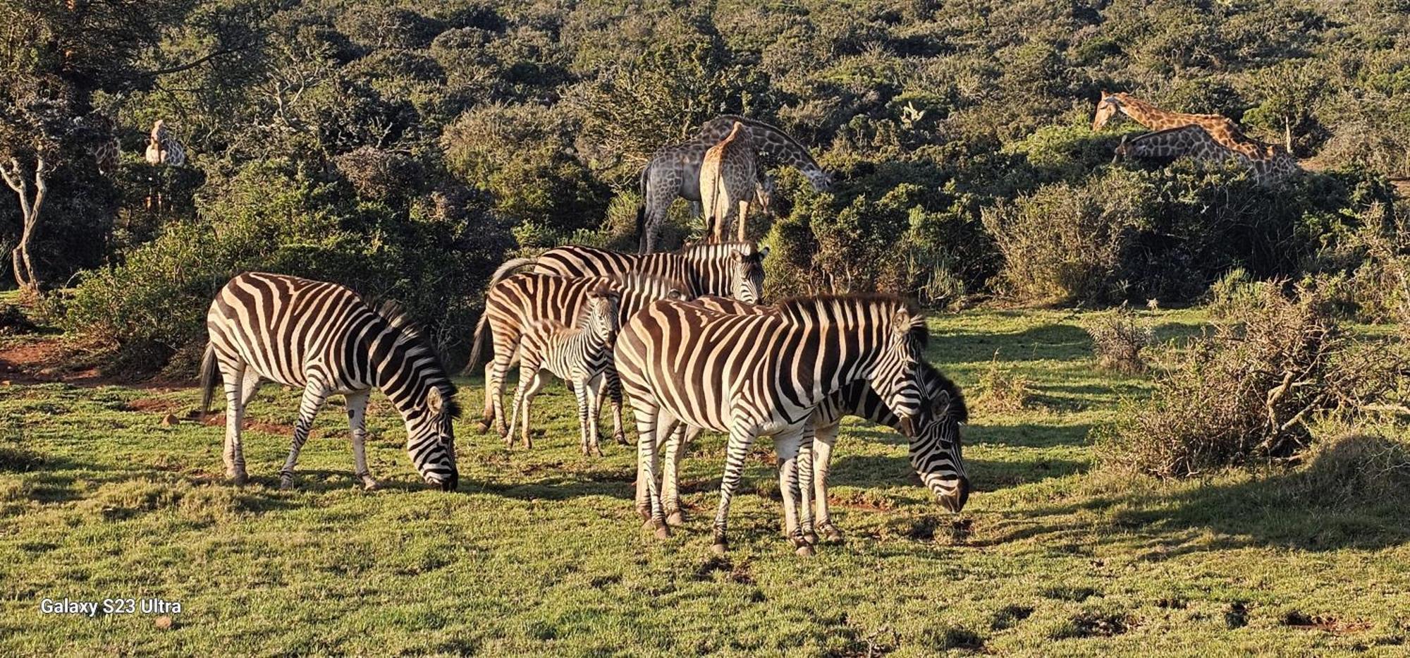 Valley Bushveld Country Lodge Аддо Экстерьер фото